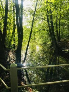 bos-rivier-water-merlijn-buytendijk-mbbosbouwtechniek
