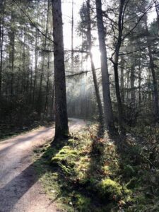 bos-zon-merlijn-buytendijk-bosbouwtechniek