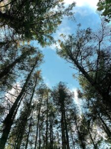 bomen-mbbosbouwtechniek-merlijn-buytendijk