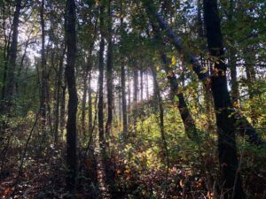 bos-merlijn-buytendijk-bosbouwtechniek