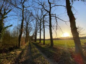 bomen laan