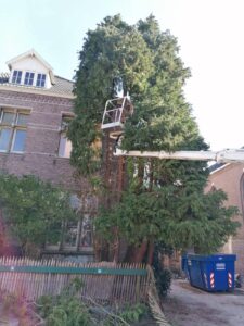 bomen rooien 1