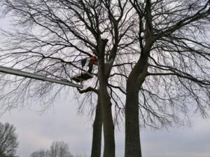 boom-klimmen-merlijn-buytendijk